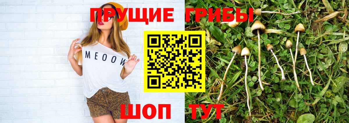 Орёл  купить   Вход с VPN  Псилоцибиновые грибы Cubensis 